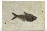 Detailed Fossil Fish (Diplomystus) - Wyoming #222826-1